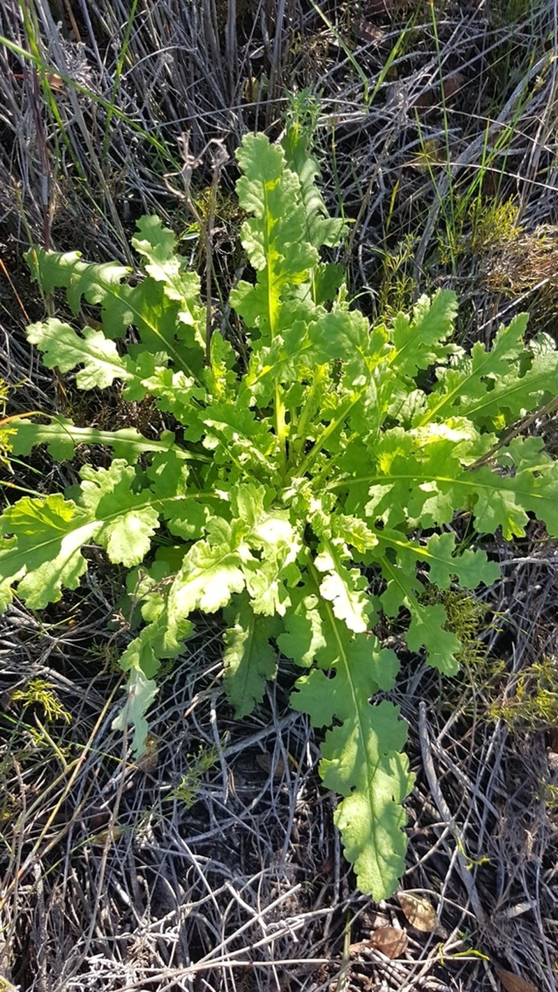 Senecio erosus