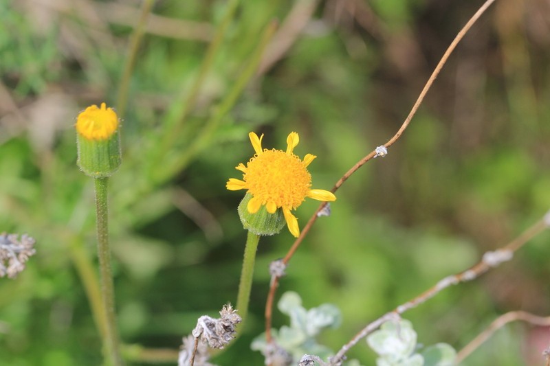 Senecio erosus photo 2