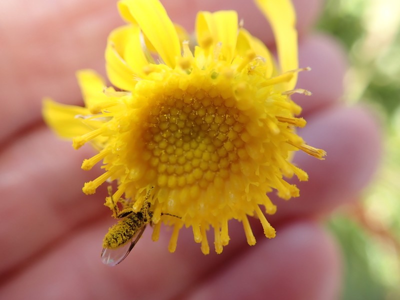 Senecio erosus photo 3
