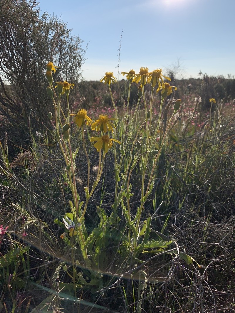 Senecio erosus photo 4