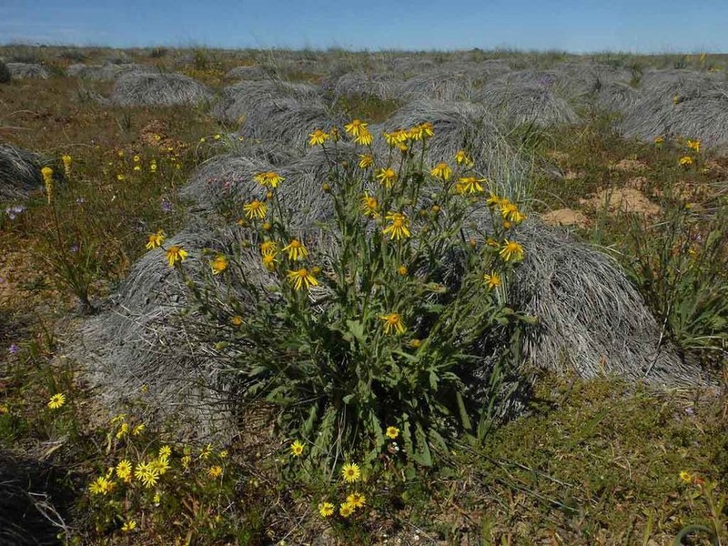 Senecio erosus photo 5