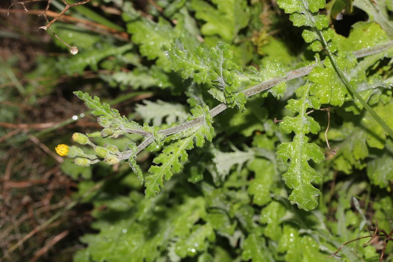 Senecio erosus photo 6