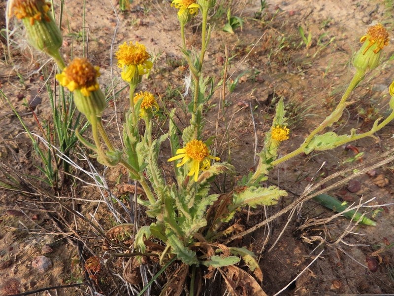 Senecio erosus photo 7