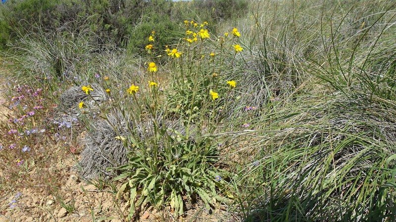Senecio erosus photo 8