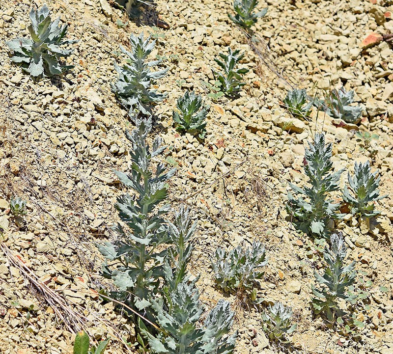 Ertter's Ragwort