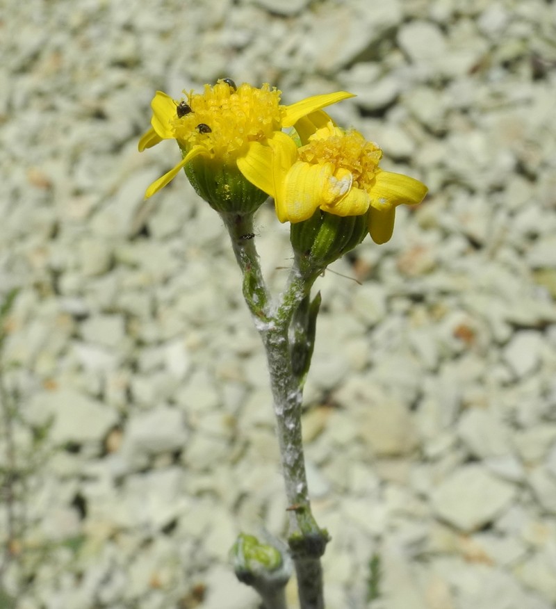 Ertter's Ragwort photo 2