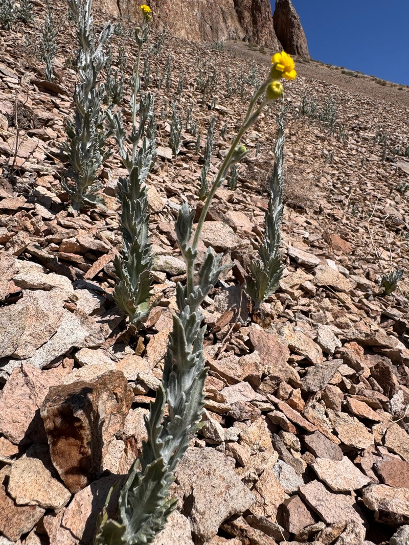 Ertter's Ragwort photo 3