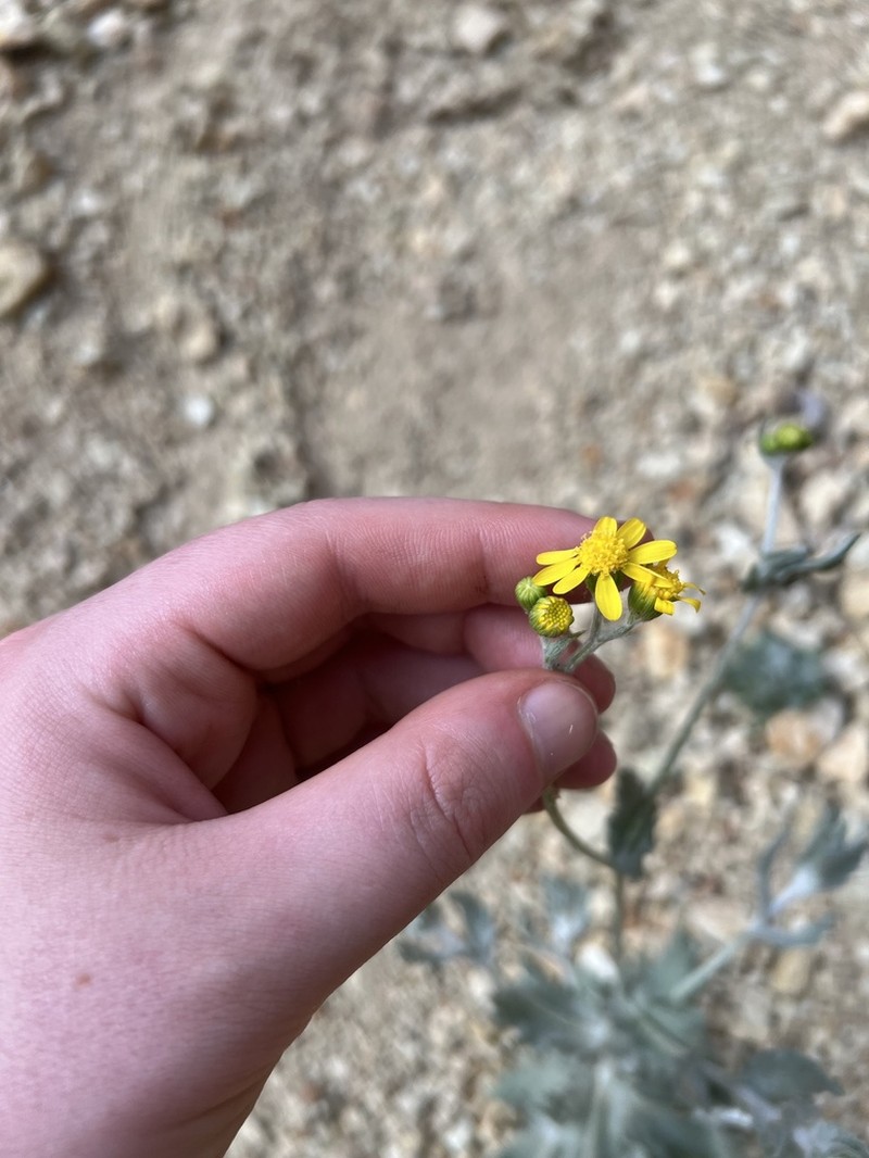 Ertter's Ragwort photo 4