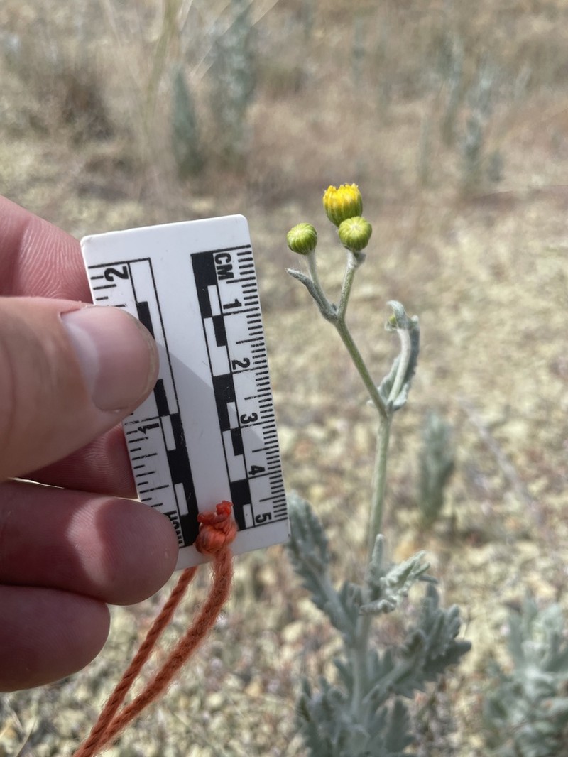 Ertter's Ragwort photo 5