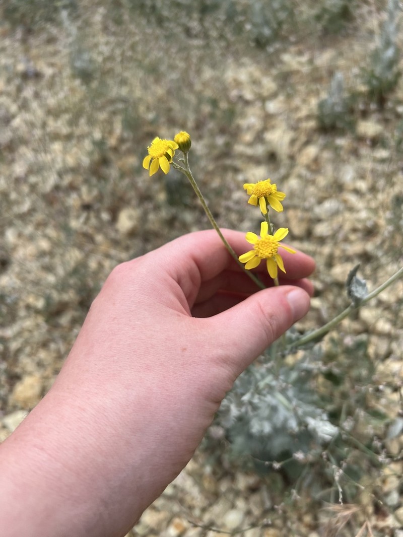 Ertter's Ragwort photo 7