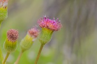 Senecio erubescens