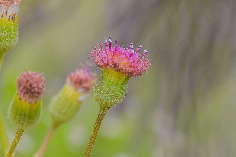 Senecio erubescens