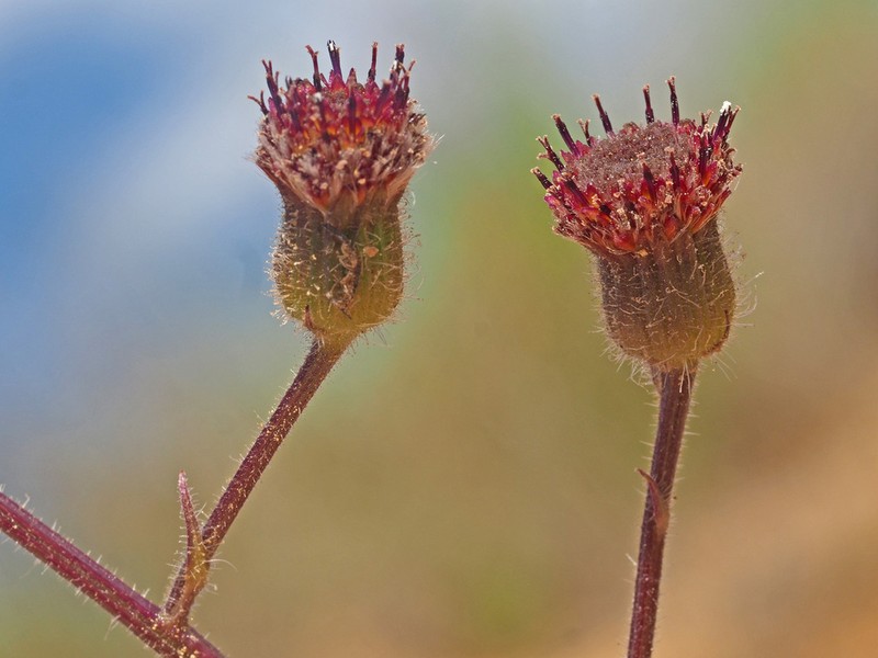 Senecio erubescens photo 2