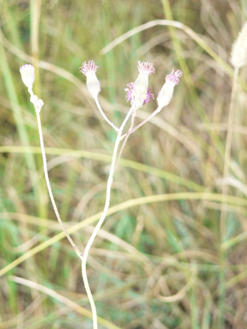 Senecio erubescens photo 3