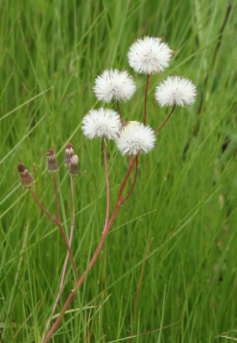 Senecio erubescens photo 4