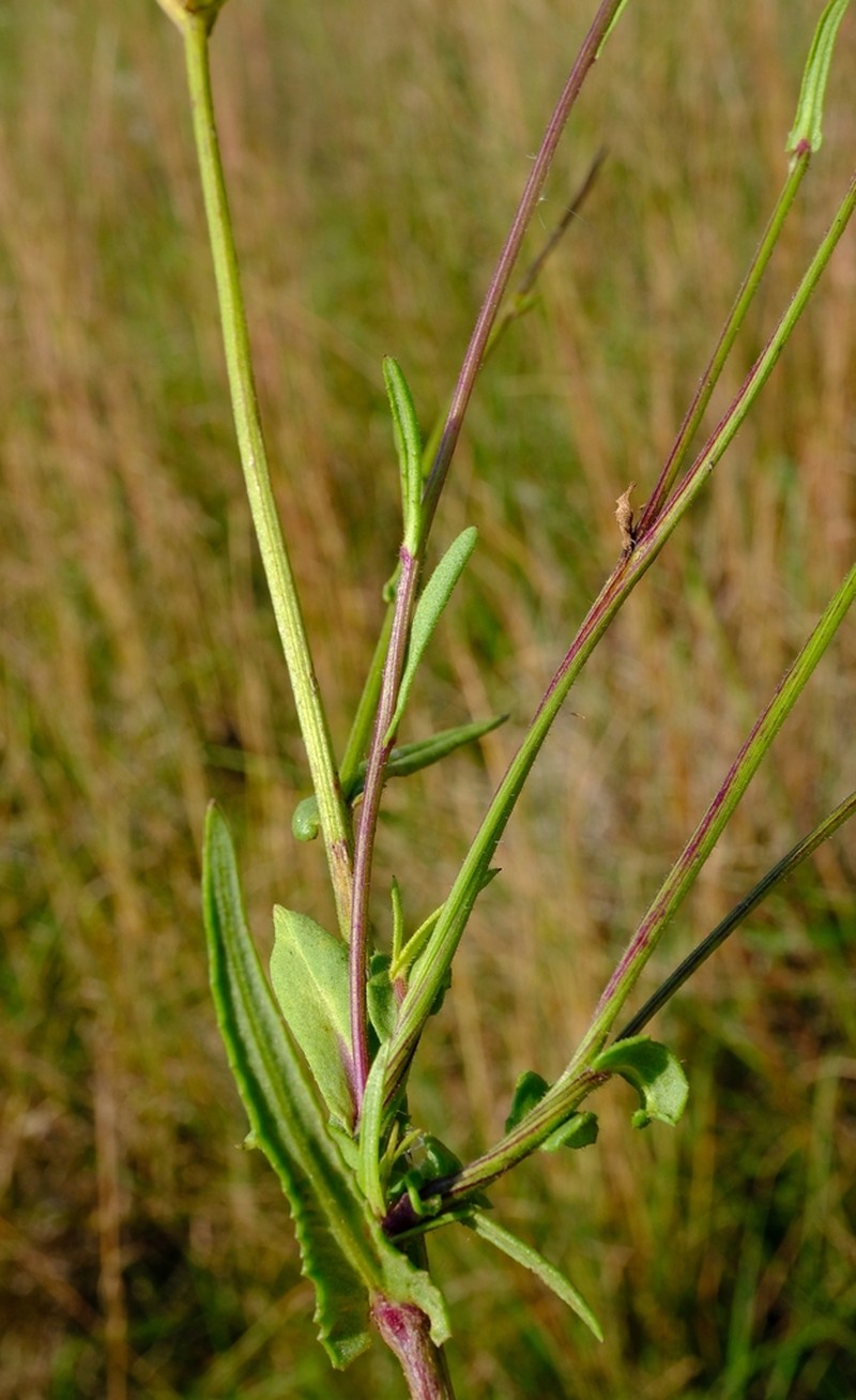 Senecio erubescens photo 6