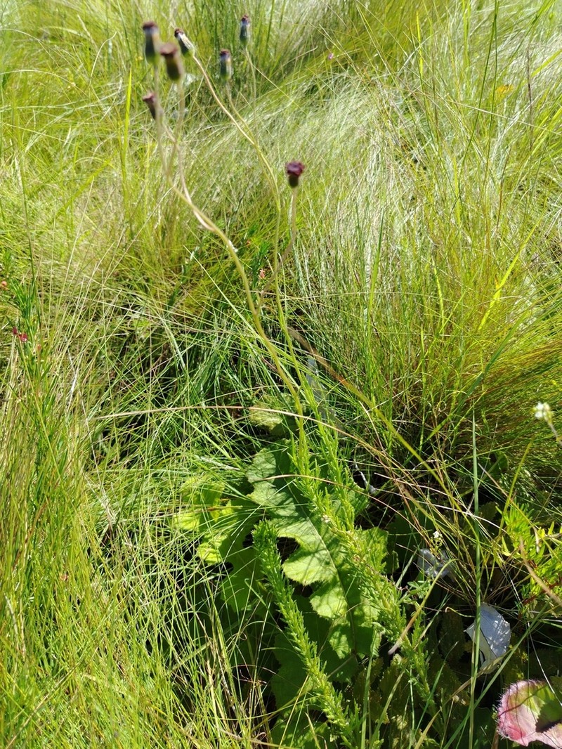 Senecio erubescens photo 8