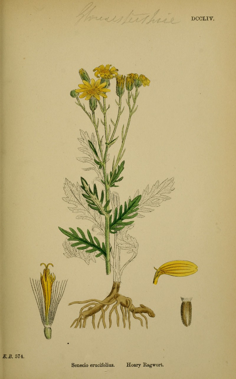 Hoary Ragwort photo 3
