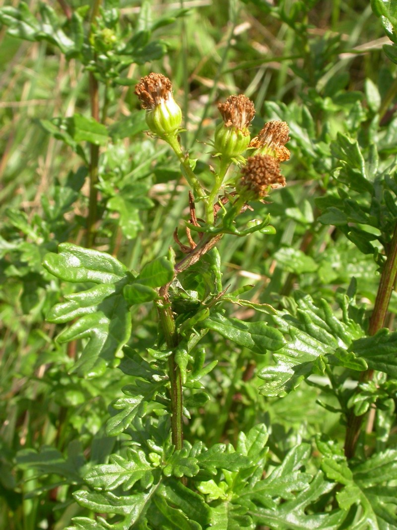 Hoary Ragwort