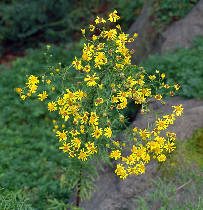 Hoary Ragwort photo 2