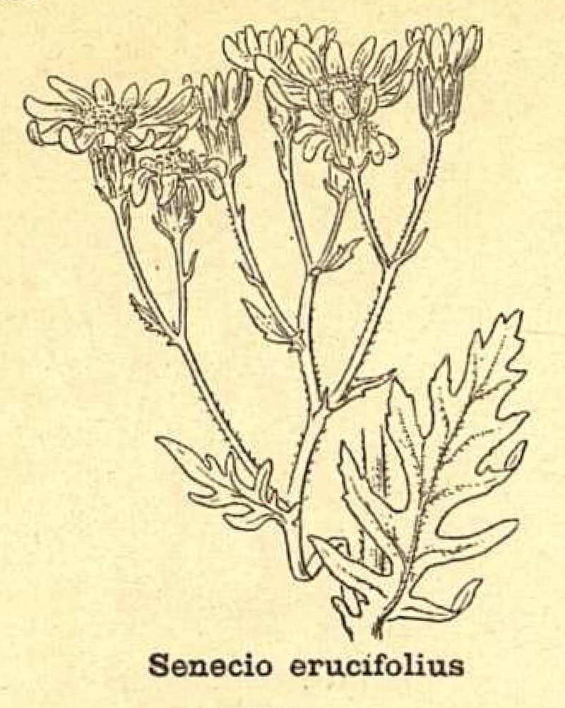 Hoary Ragwort photo 4