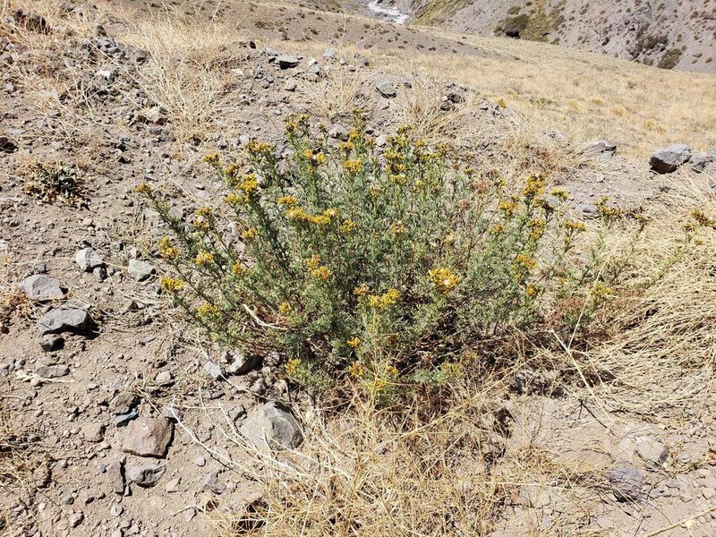 Senecio eruciformis photo 2