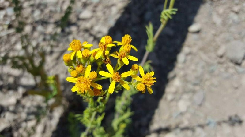Senecio eruciformis photo 3