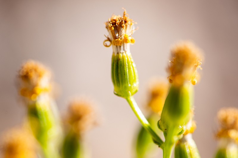 Senecio eruciformis photo 4