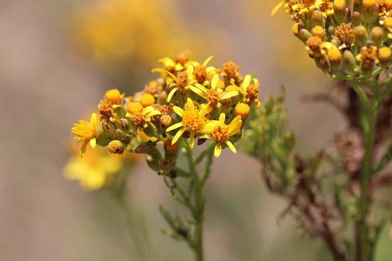 Senecio eruciformis photo 5