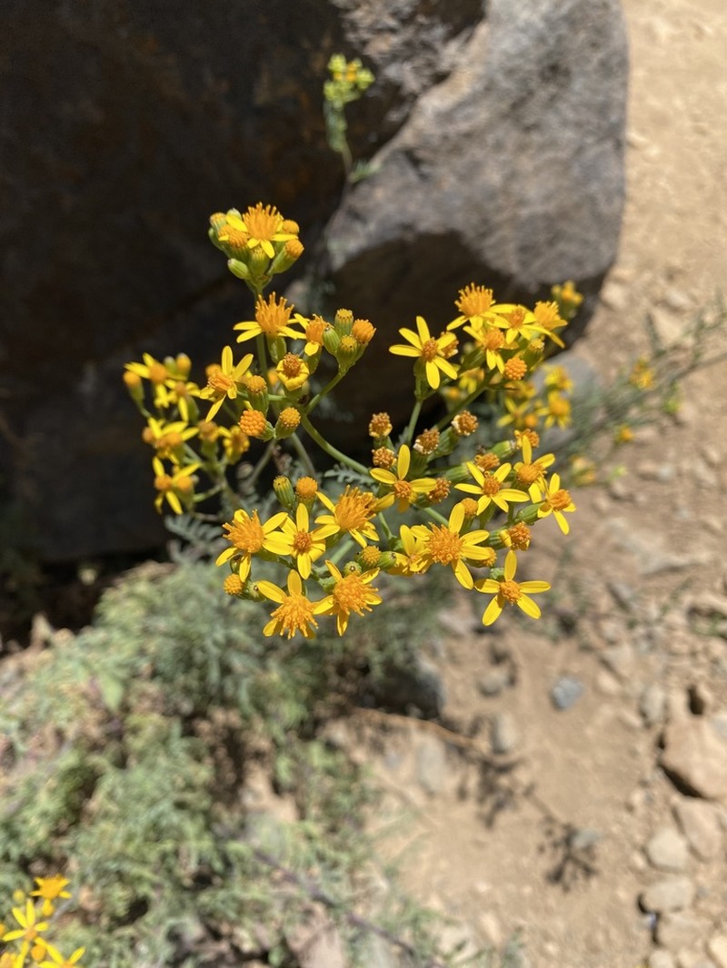 Senecio eruciformis photo 6