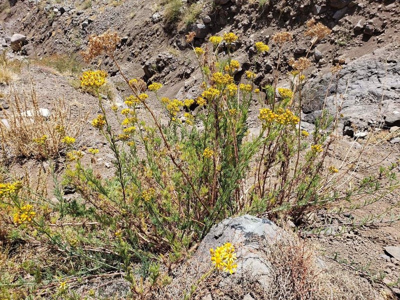 Senecio eruciformis photo 7