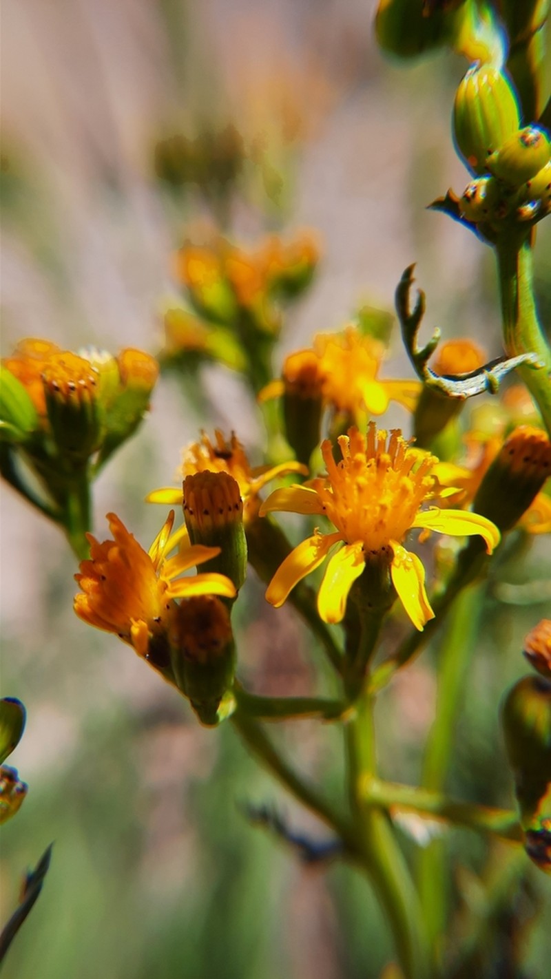 Senecio eruciformis photo 8