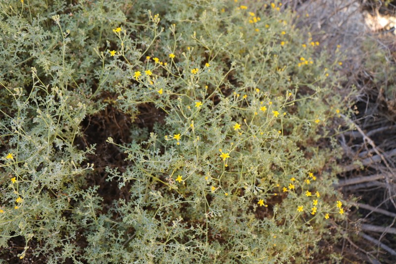 Senecio erysimoides