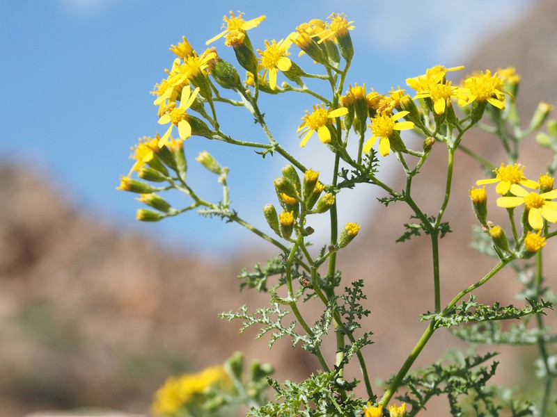 Senecio erysimoides photo 2