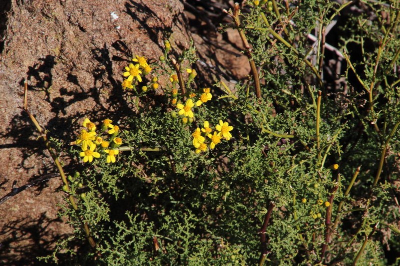 Senecio erysimoides photo 3