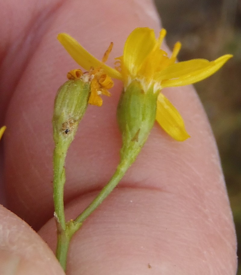 Senecio erysimoides photo 5