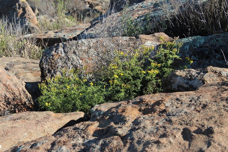 Senecio erysimoides photo 6