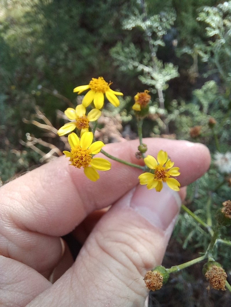 Senecio erysimoides photo 7