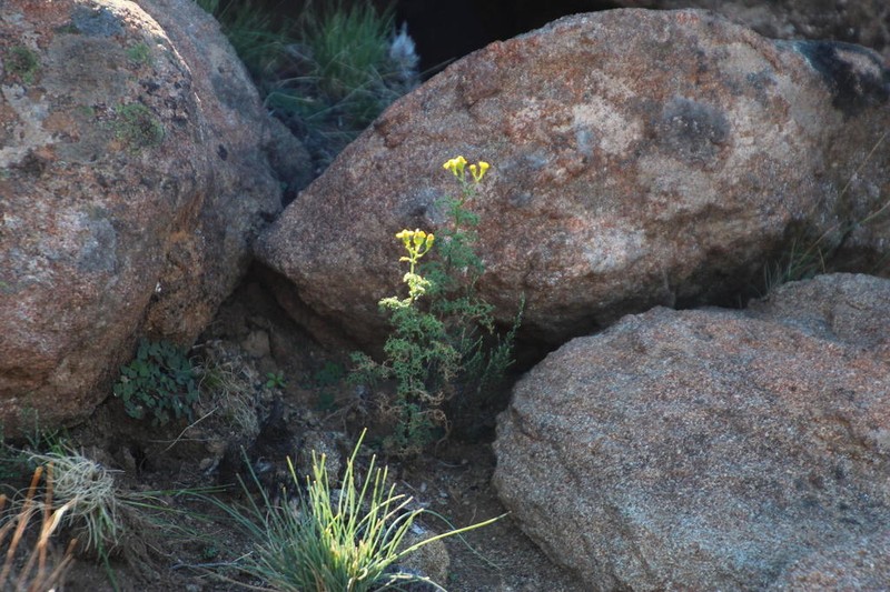 Senecio erysimoides photo 8