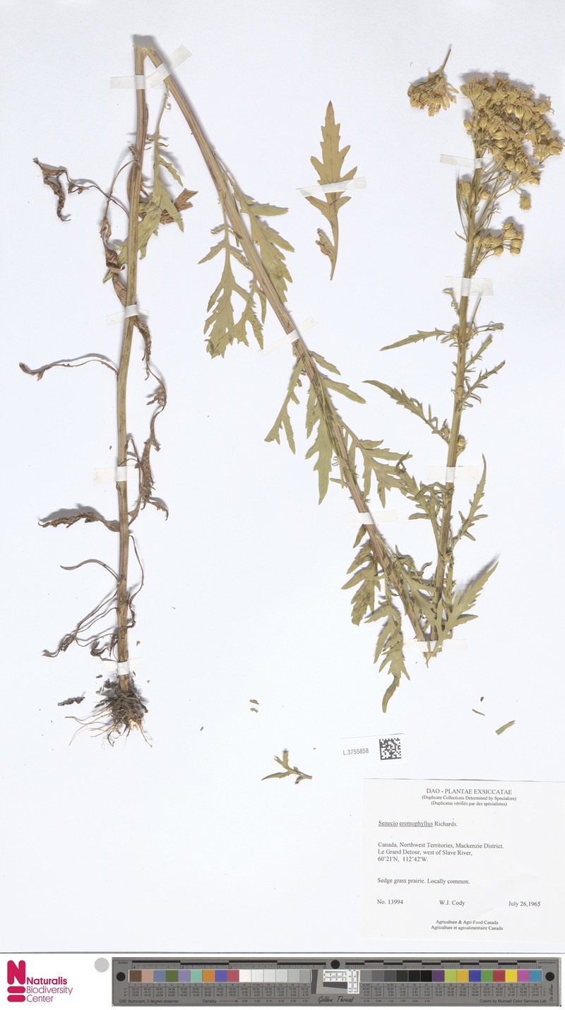Senecio erythrophyllus