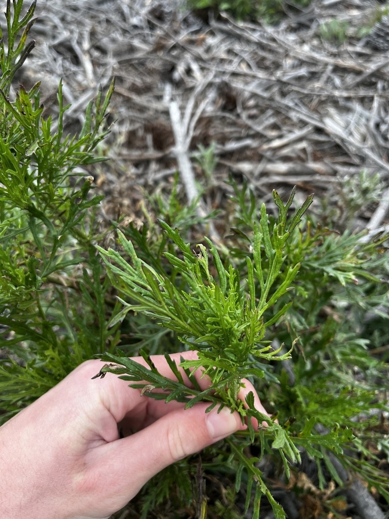 Senecio esleri photo 3