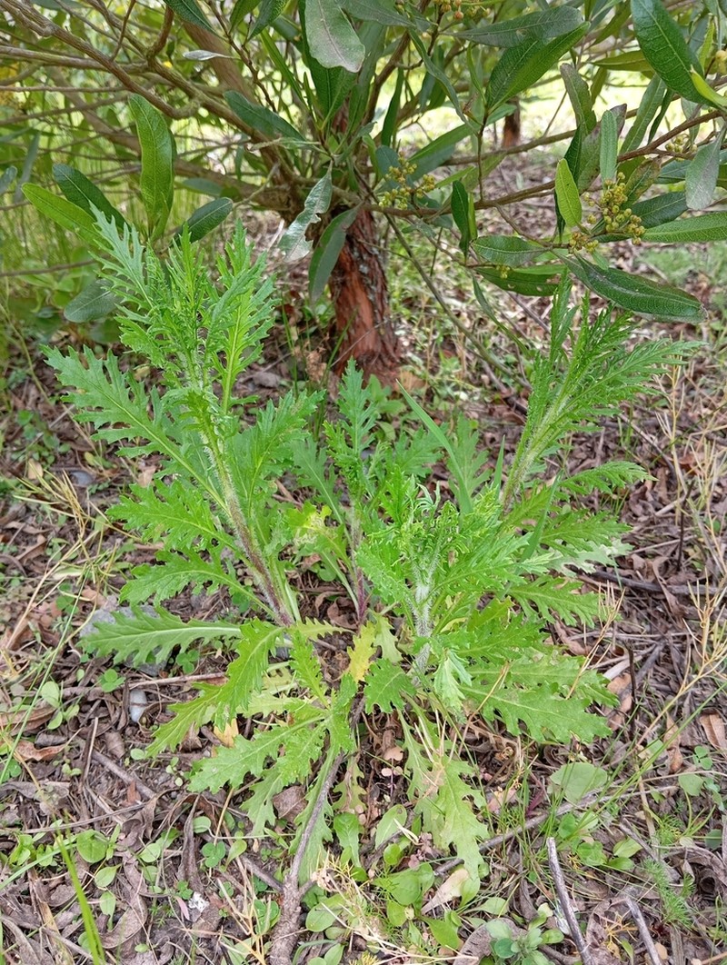 Senecio esleri photo 4