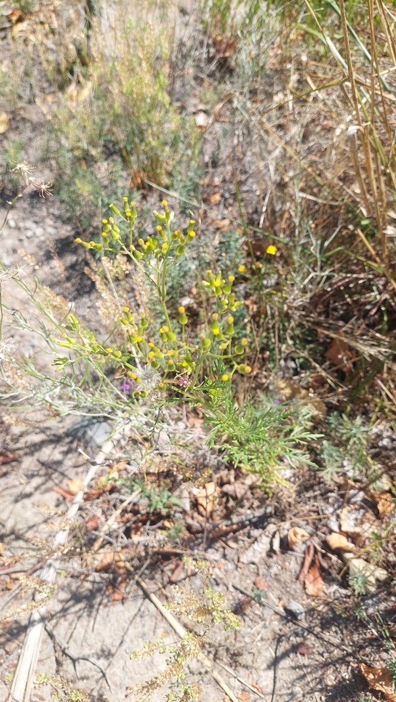 Senecio esleri photo 6