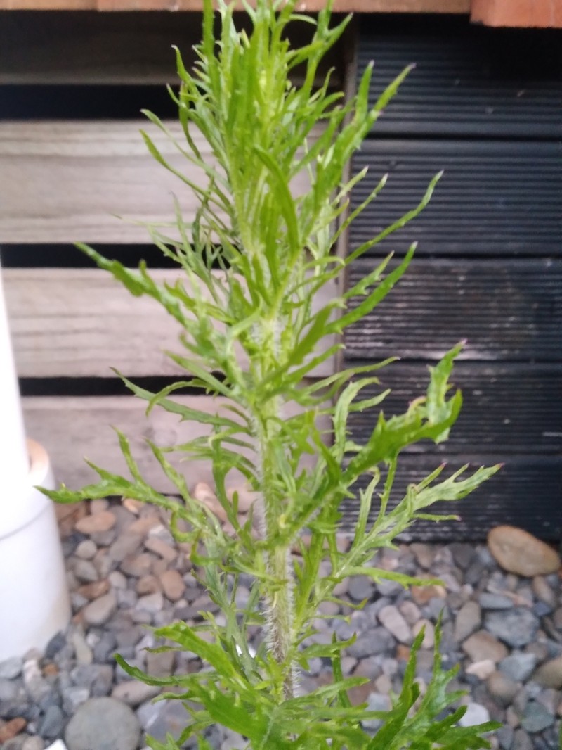 Senecio esleri photo 7
