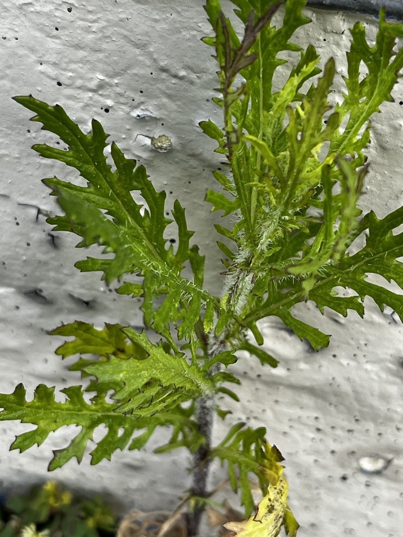 Senecio esleri photo 8