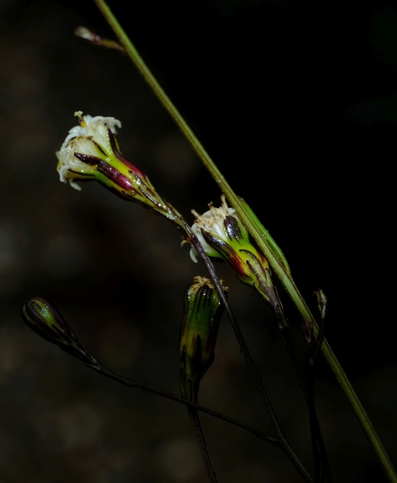 Senecio esterhuyseniae