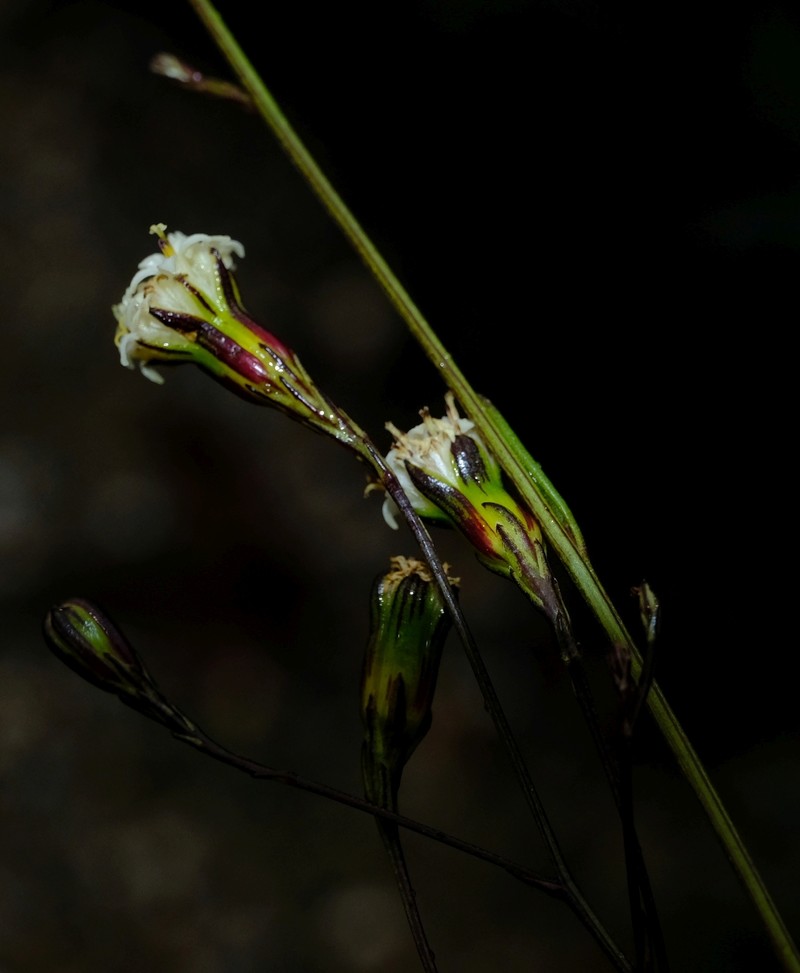 Senecio esterhuyseniae photo 3