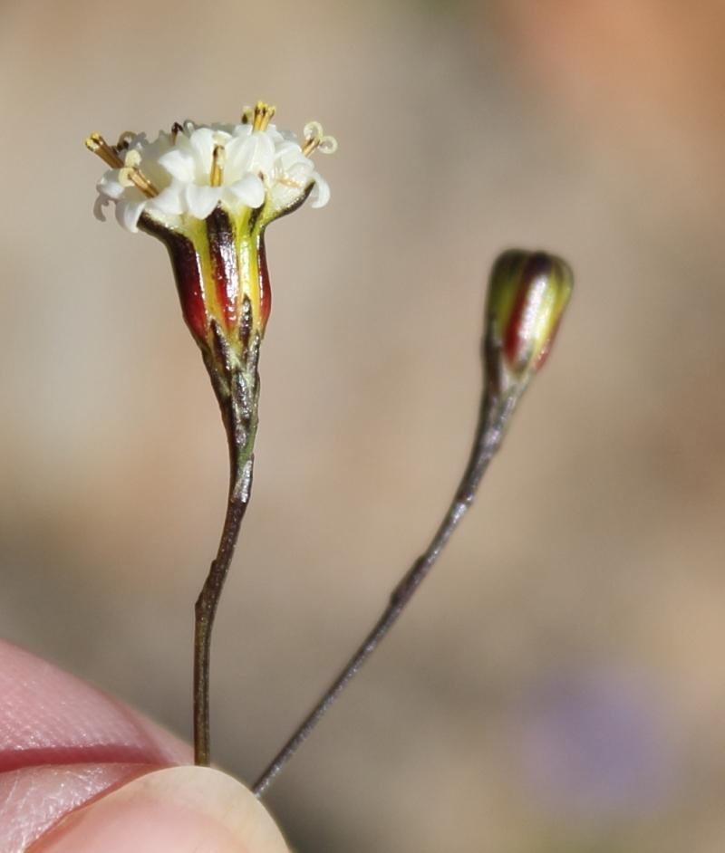 Senecio esterhuyseniae photo 4