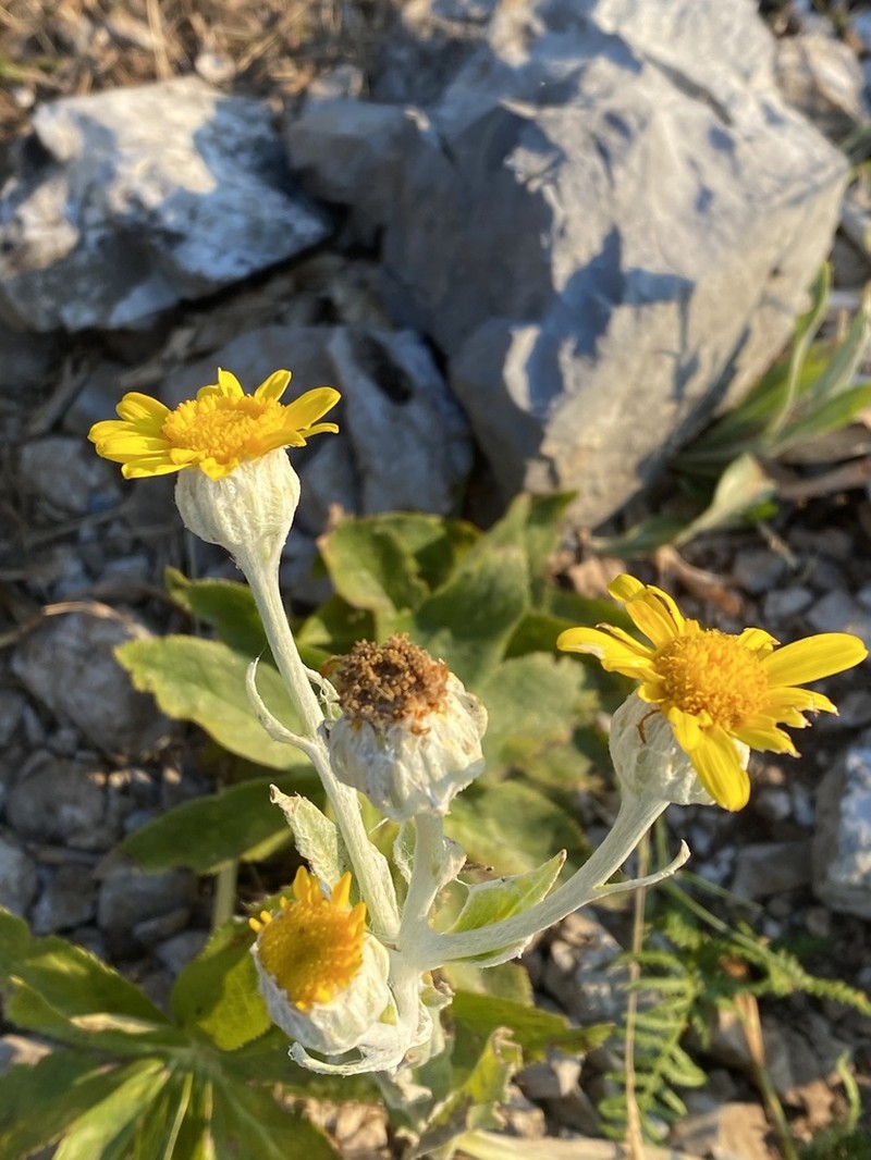 Senecio eubaeus photo 2