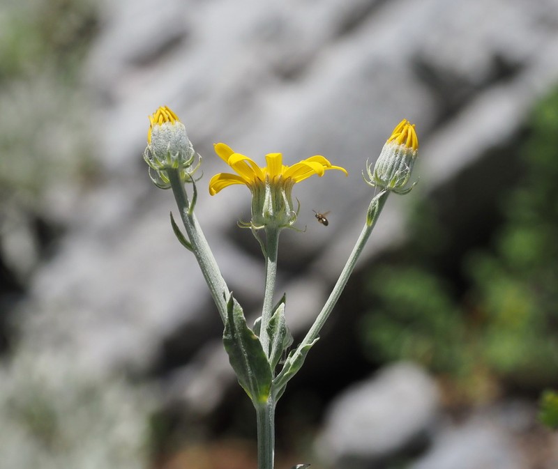 Senecio eubaeus photo 3